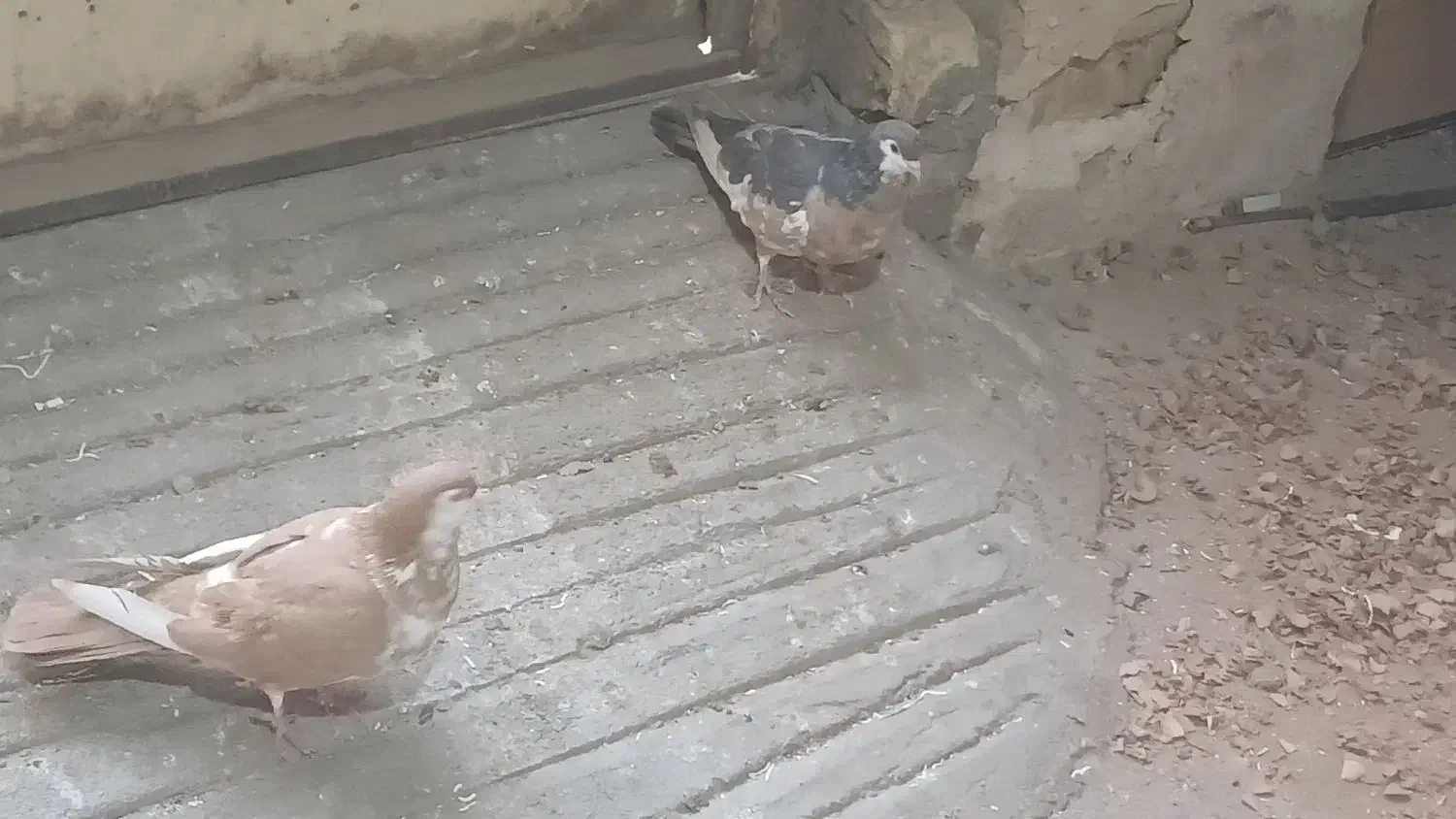 چپ دم رنگی|پرنده|بجنورد, |دیوار