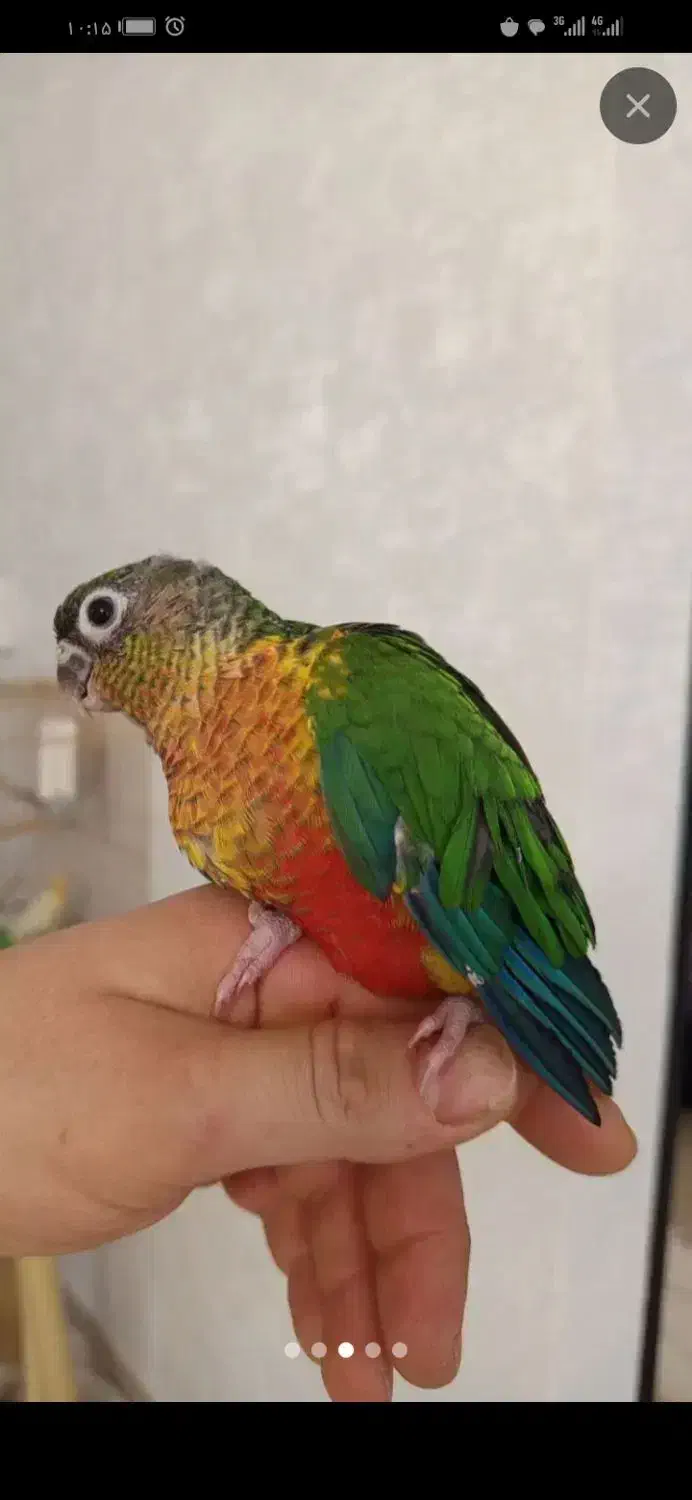 طوطی|پرنده|کرج, کیانمهر|دیوار