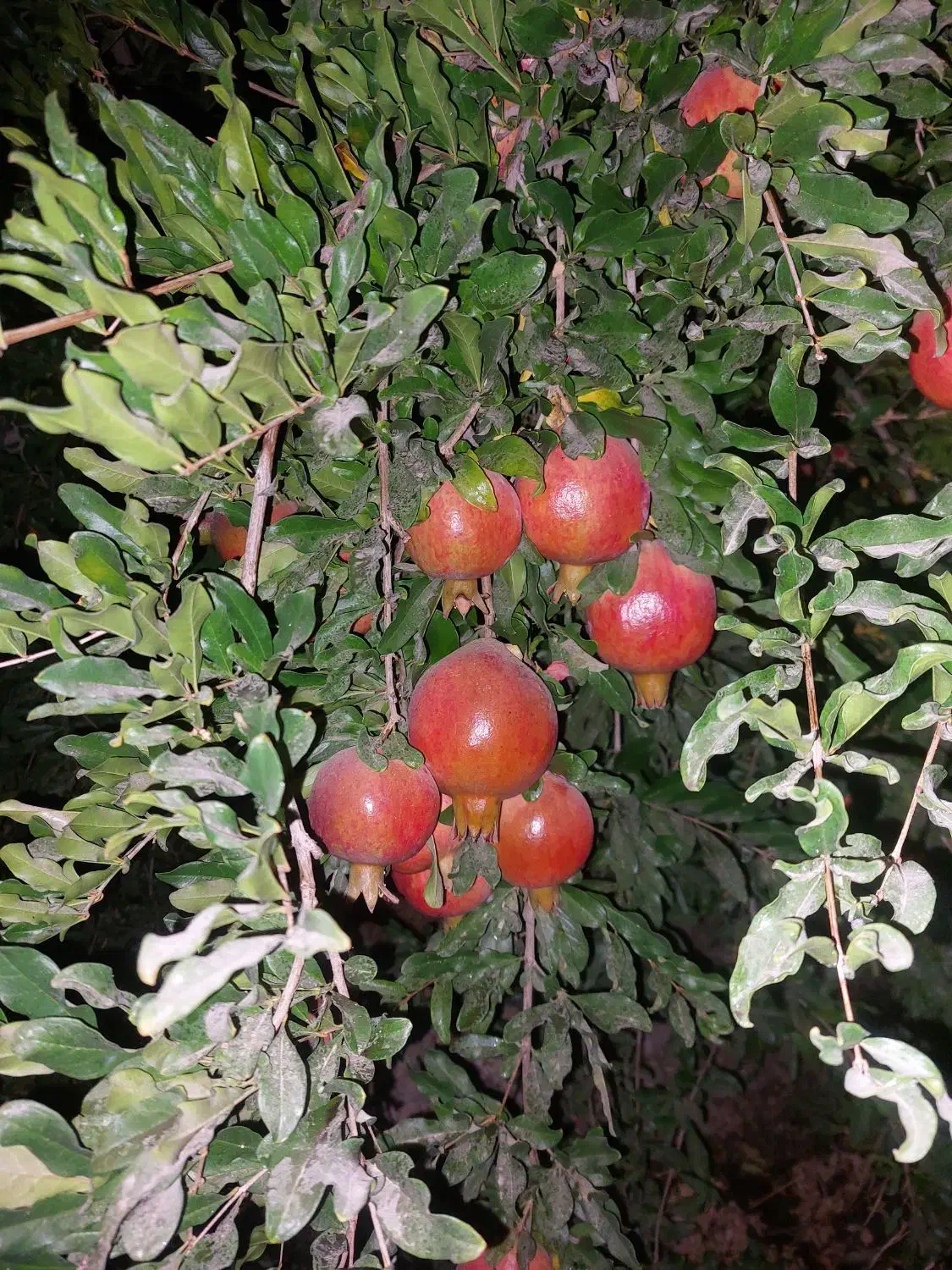 درود.فروش ۱۳۵۴مترباغ اناری اب تلمبه فول خیرابادفسا|فروش خانه و ویلا|فسا, |دیوار