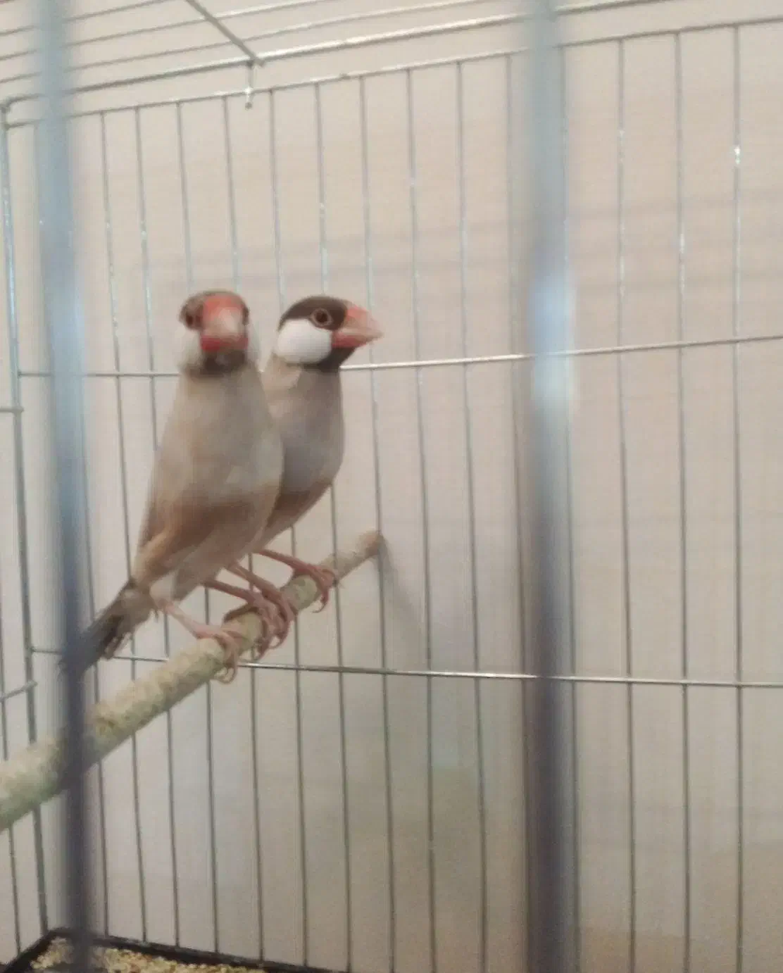 جفت نرگسی شکلاتی|پرنده|تهران, شیخ هادی|دیوار