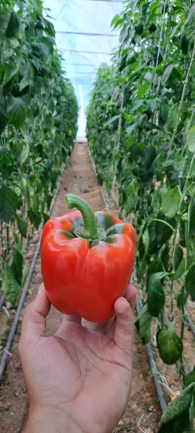 فروش گلخانه|فروش دفتر صنعتی، کشاورزی، تجاری|تیران, |دیوار