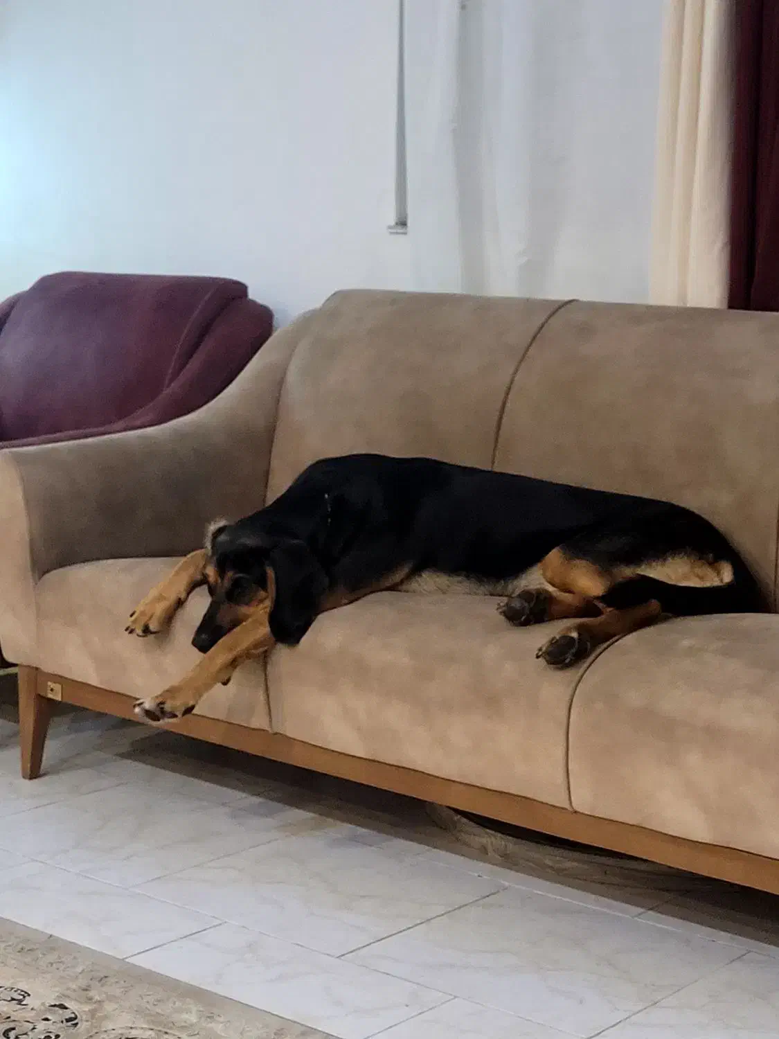 سگ هارهوند دوبر|سگ|رشت, گلزاران|دیوار