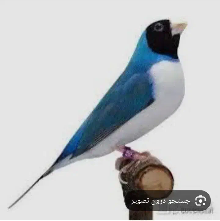 فنچ آبی گلدین|پرنده|اهواز, کیانشهر|دیوار