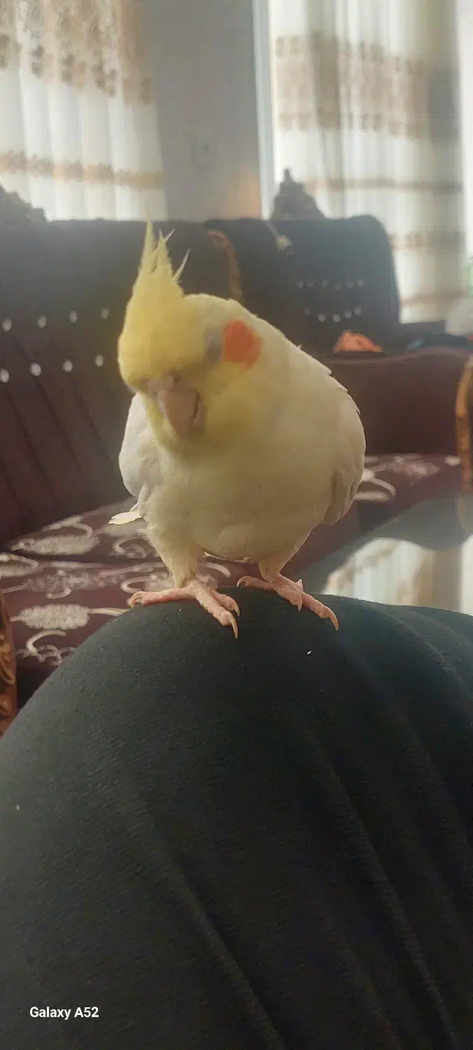 عروس هلندی گمشده|حیوانات|بروجن, |دیوار