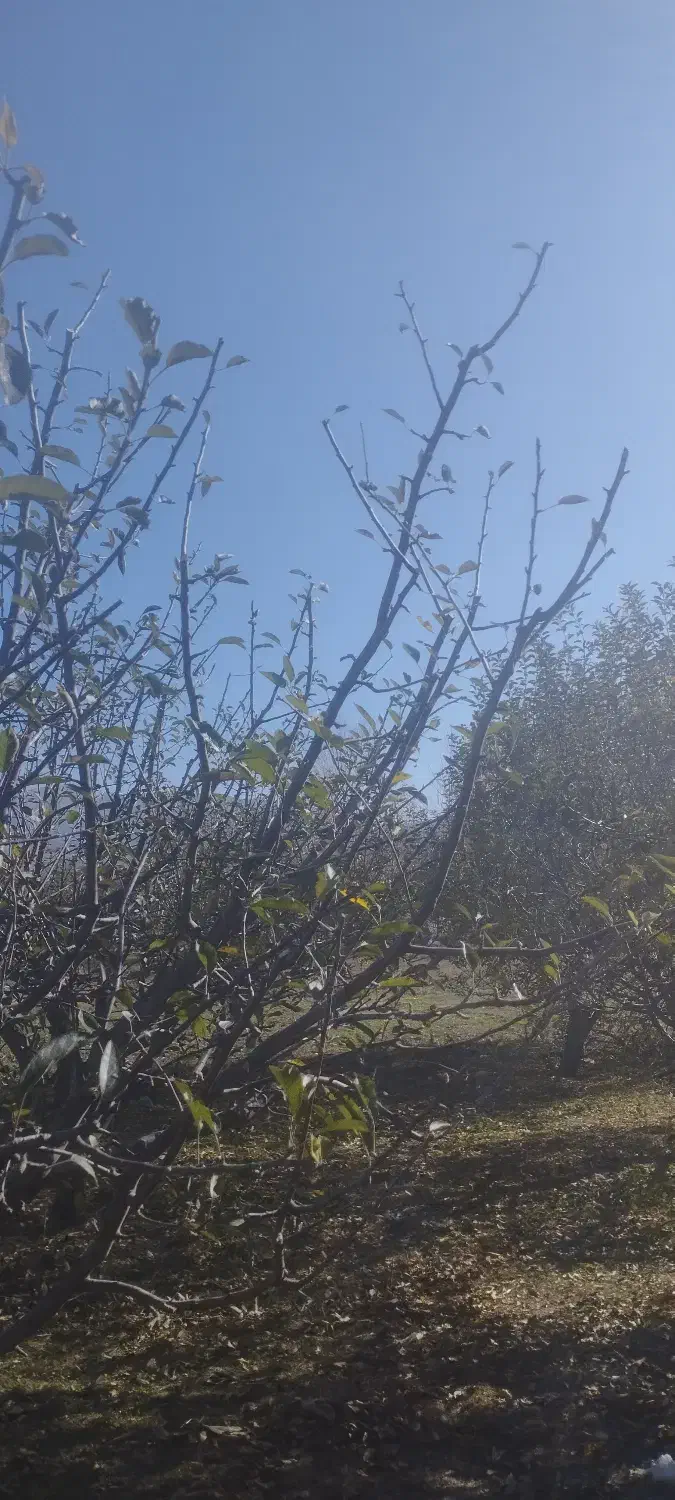 هرس درختان|خدمات باغبانی و درختکاری|اهر, |دیوار