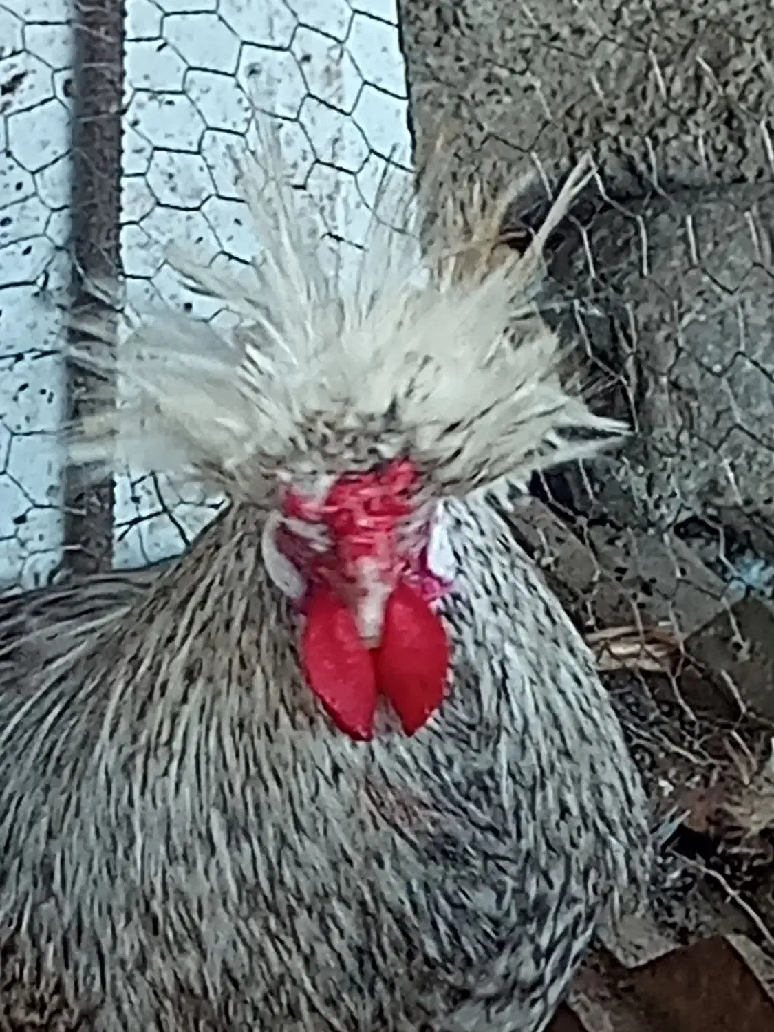 خروس لهستانی|حیوانات مزرعه|فاضل آباد, |دیوار