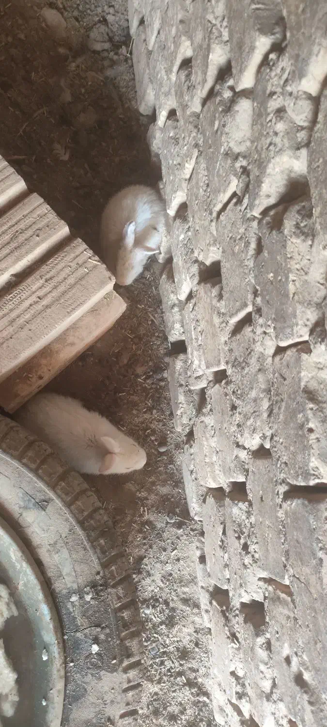 خرگوش بزرگ ومتوسط وکوچک|موش و خرگوش|زارچ, |دیوار