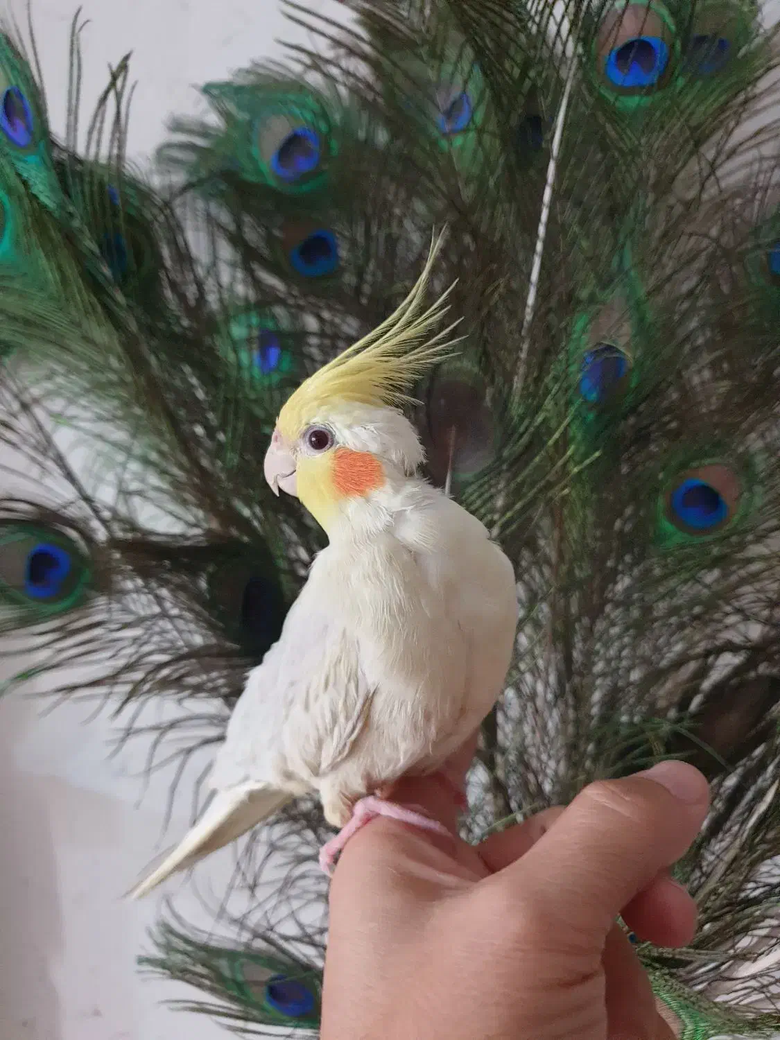 عروس هلندی دستی همراه با قفس بزرگ ۶۰ در ۸۰|پرنده|مشهد, آزادشهر|دیوار