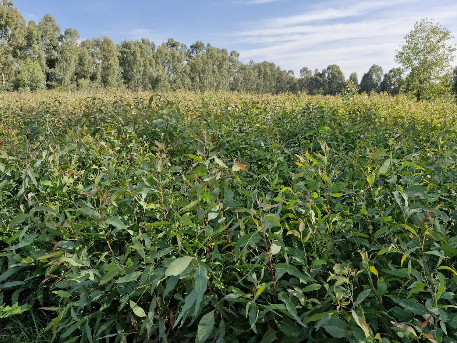 اکالیپتوس در ساری|گل و گیاه طبیعی|ساری, |دیوار