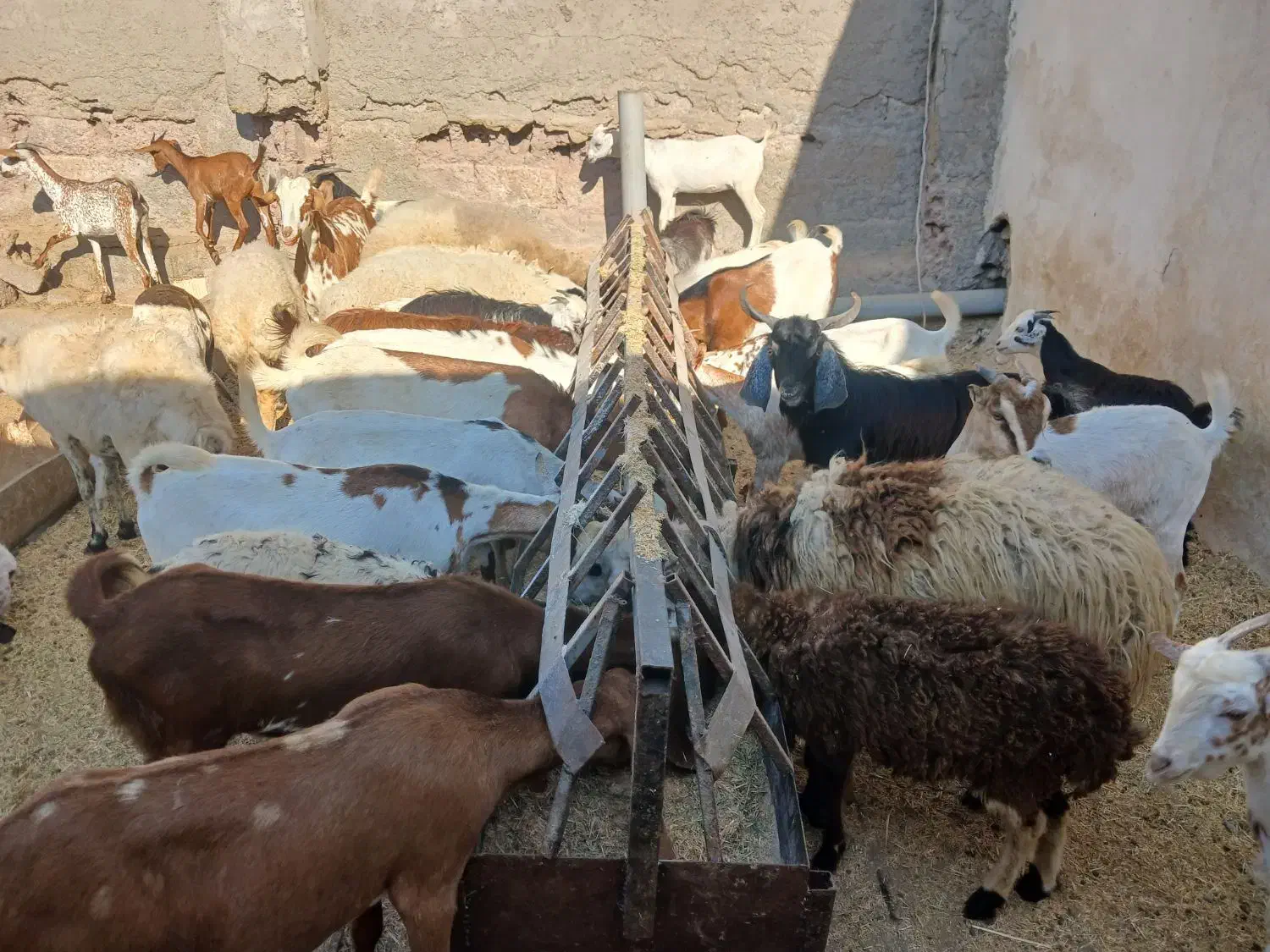 کهره گیسه بز خود بندرعباس با قصابی رایگان|حیوانات مزرعه|بندرعباس, |دیوار