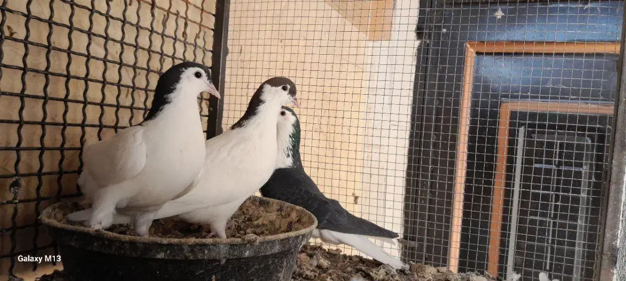 حراج کبوتر نر و ماده|پرنده|فردوس (خراسان), |دیوار