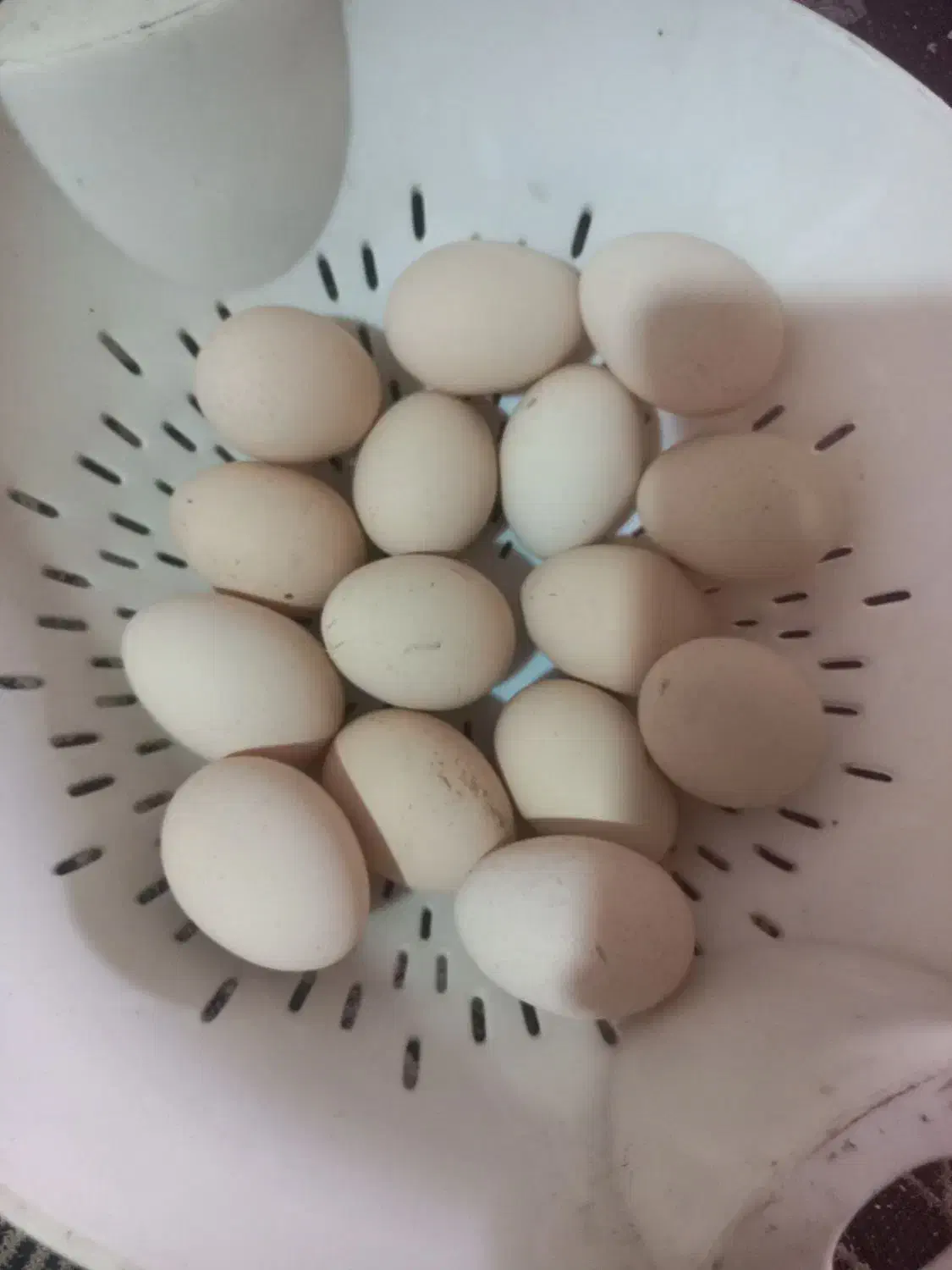 تخم لاری|حیوانات مزرعه|خان ببین, |دیوار