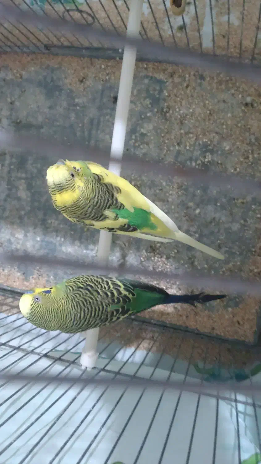 مرغ عشق نر|پرنده|شیراز, کوشک میدان|دیوار