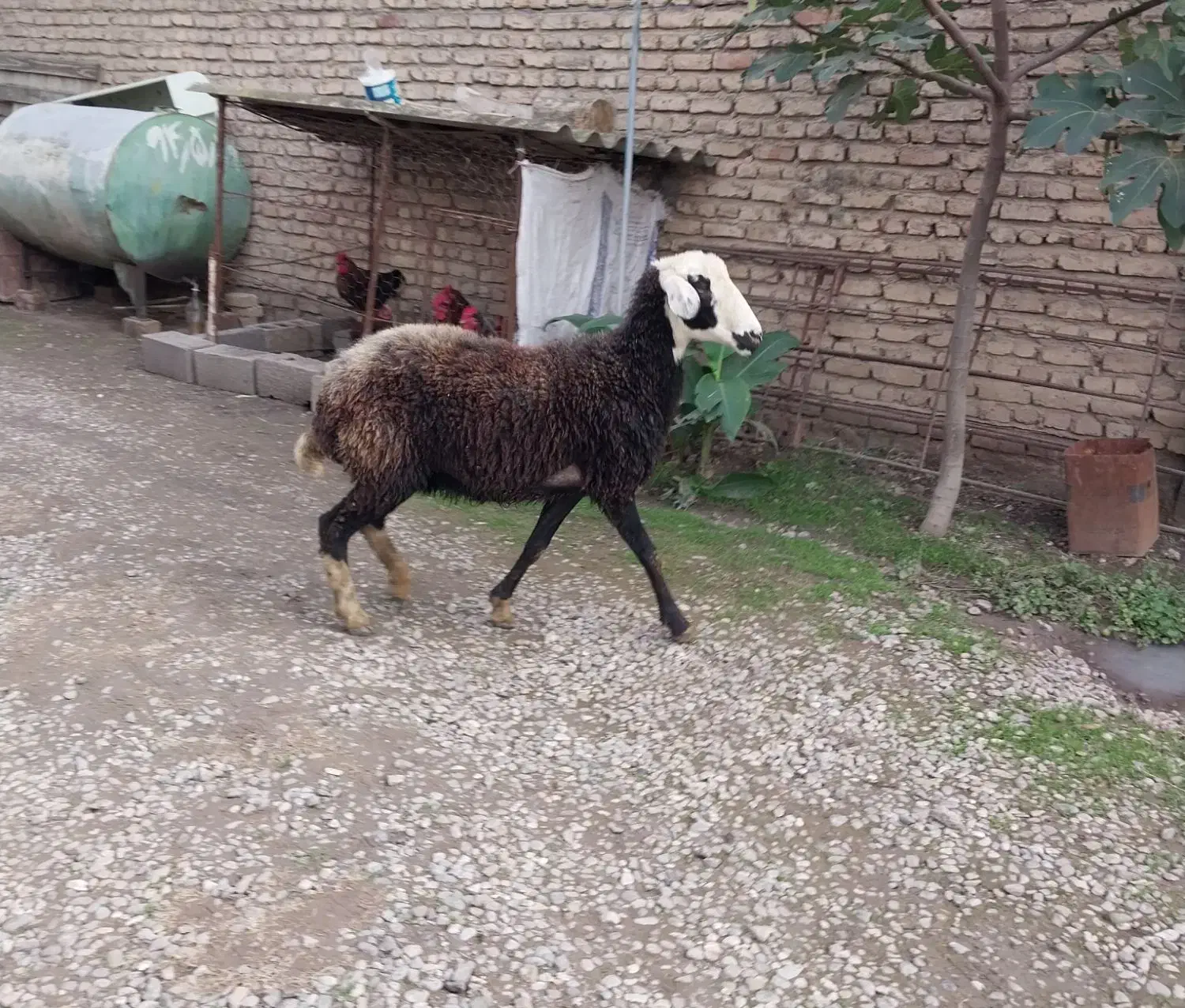 یک راس شیشک داشتی|حیوانات مزرعه|علی‌آباد کتول, |دیوار