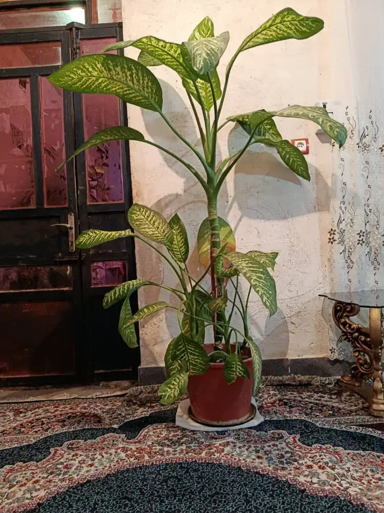 گل دیفن|گل و گیاه طبیعی|دوگنبدان, |دیوار