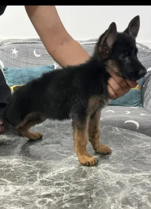 توله ژرمن شولاین|سگ|بوشهر, |دیوار