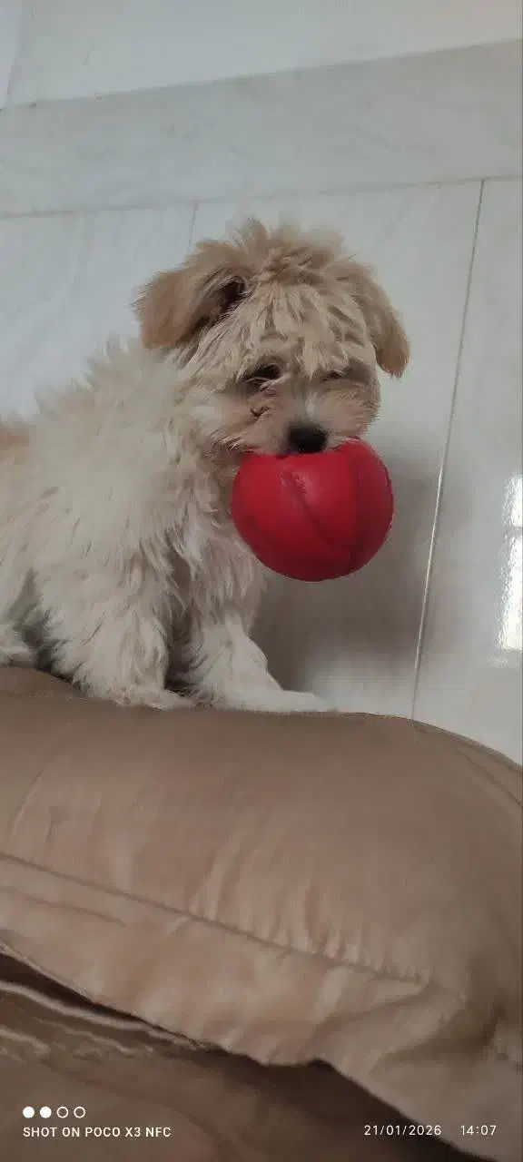 سگ شیتزو|سگ|یزد, |دیوار