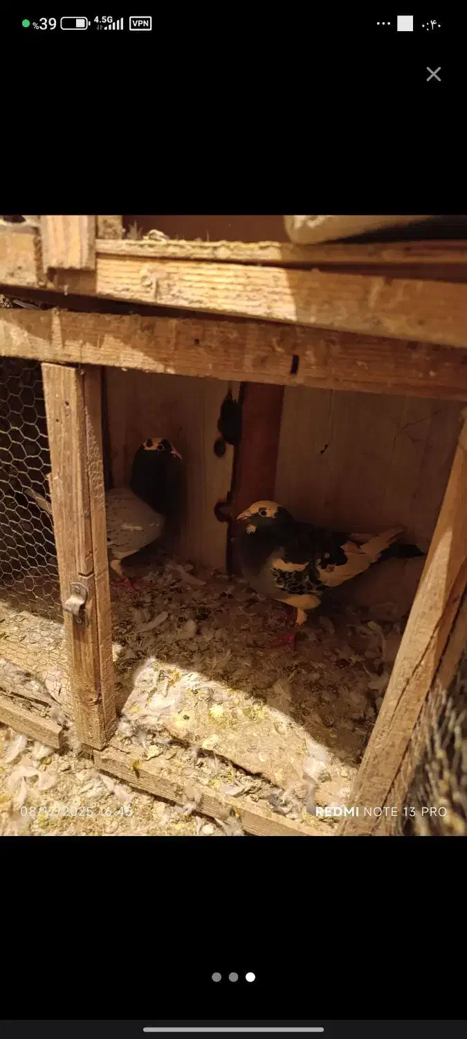 کفتر آلمانی|پرنده|بومهن, |دیوار