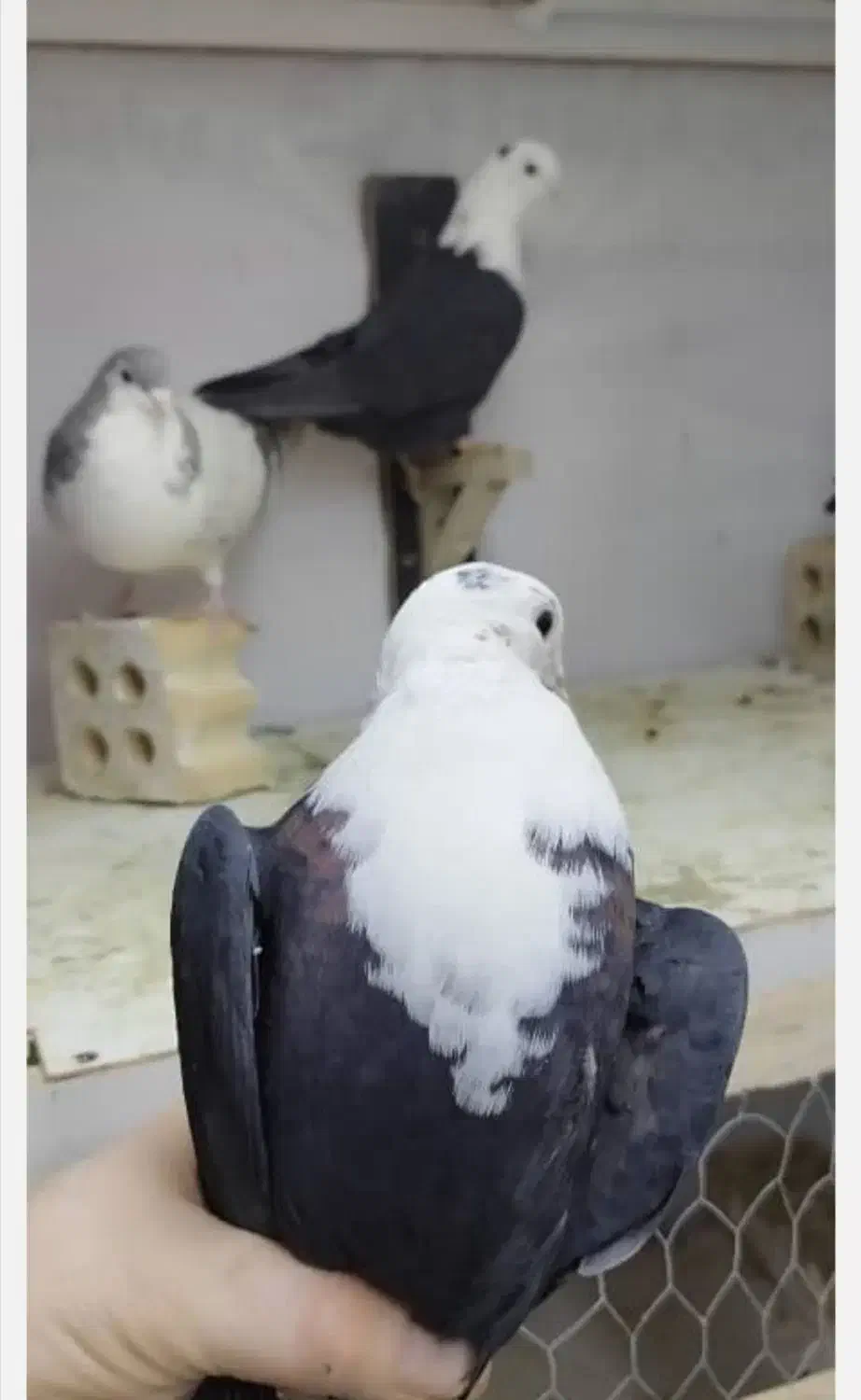 کربلایی ماده|پرنده|بجنورد, |دیوار