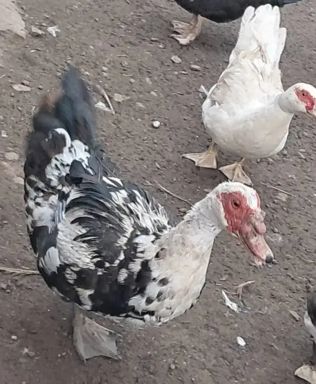 اردک اسرائیلی|حیوانات مزرعه|هادی شهر, |دیوار