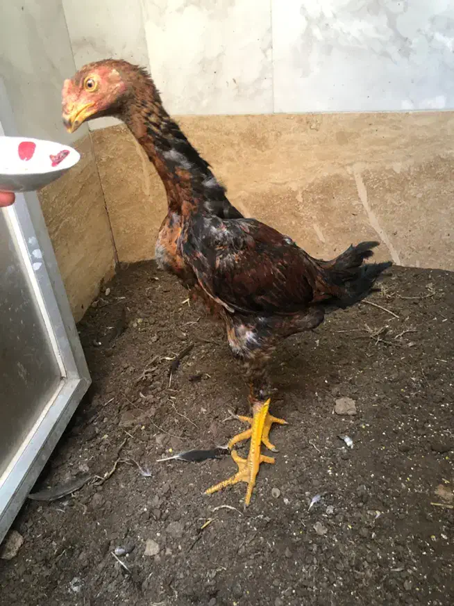 جوجه خروس لاری|حیوانات مزرعه|اردبیل, |دیوار