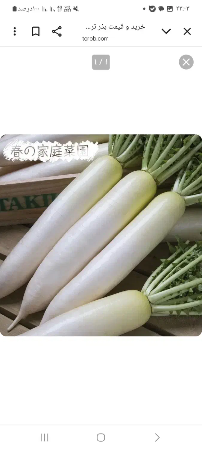 ترپ سفیدو سیاه و شلغم و اوشینی|خوردنی و آشامیدنی|شاهین دژ, |دیوار