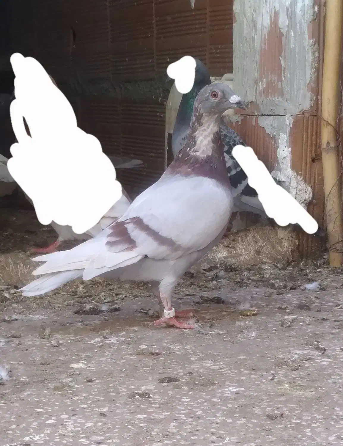 کبوتر مسافتی فیلی و سفید|پرنده|مینودشت, |دیوار