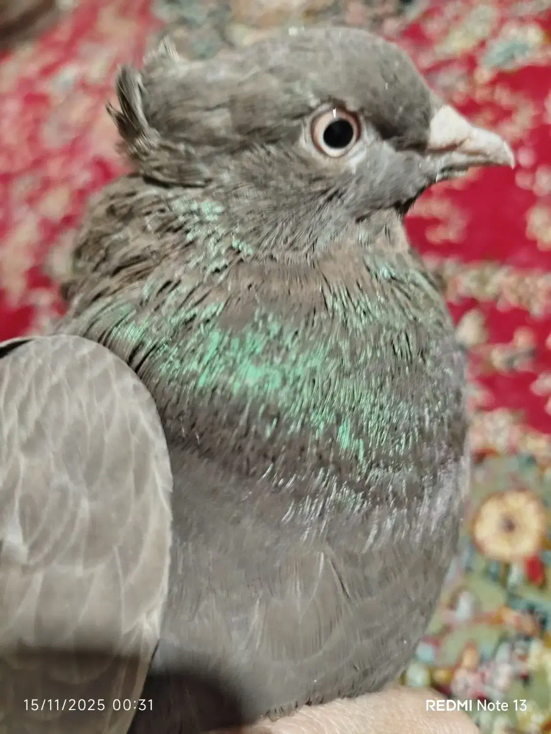 کبوتر قهوه دم سفید|پرنده|جنت, |دیوار