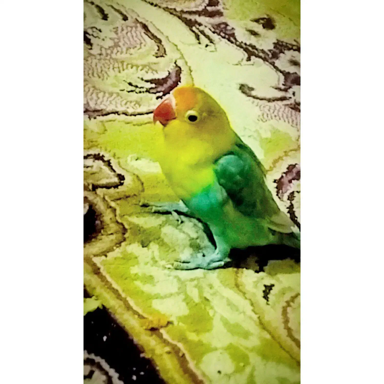 کتوله برزیلی|پرنده|سیرجان, |دیوار