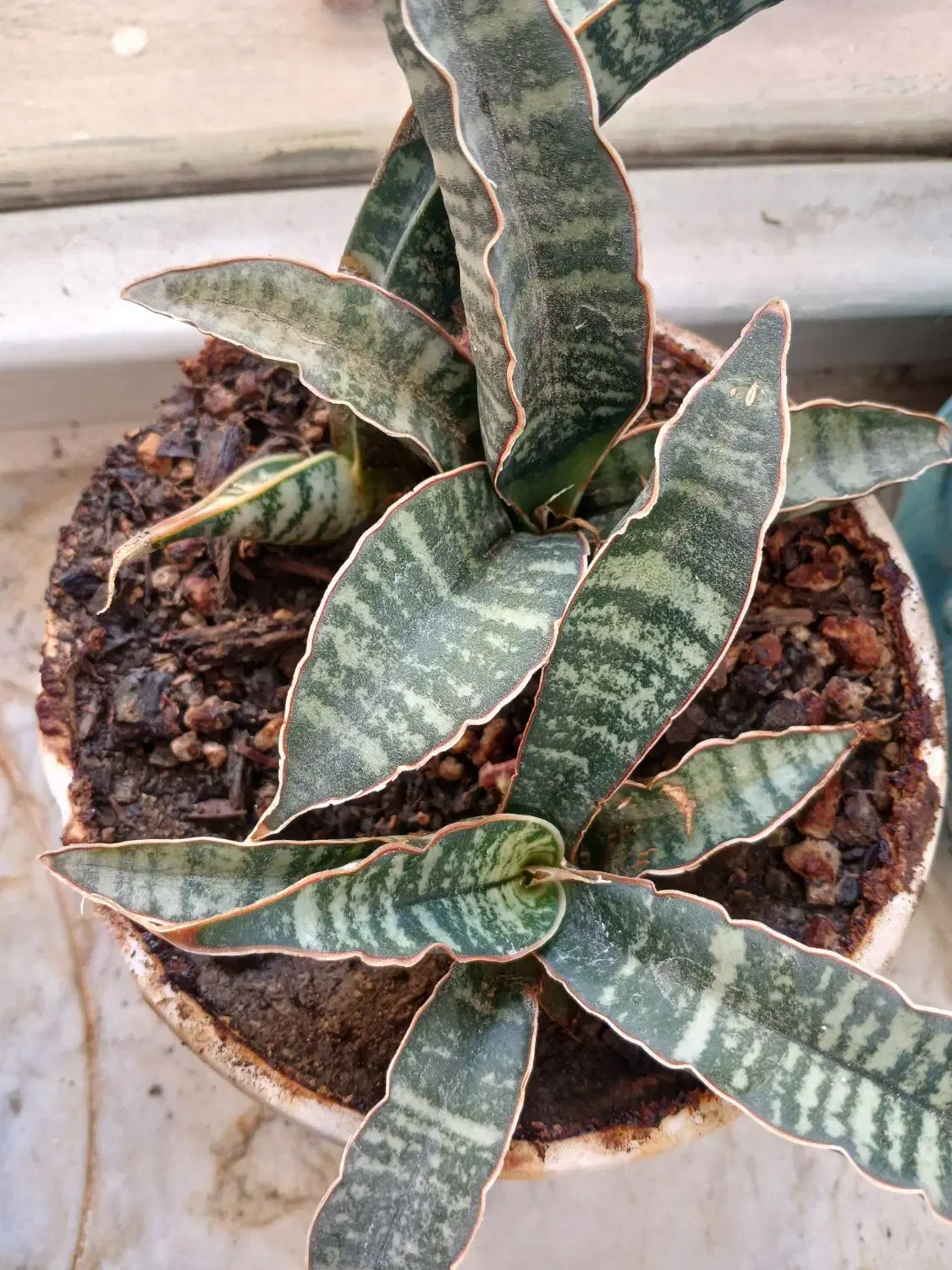 سانسوریا کلکسیونی|گل و گیاه طبیعی|کرمانشاه, |دیوار