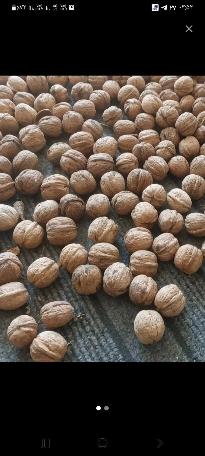 گردو|خوردنی و آشامیدنی|مشهد, سناباد|دیوار