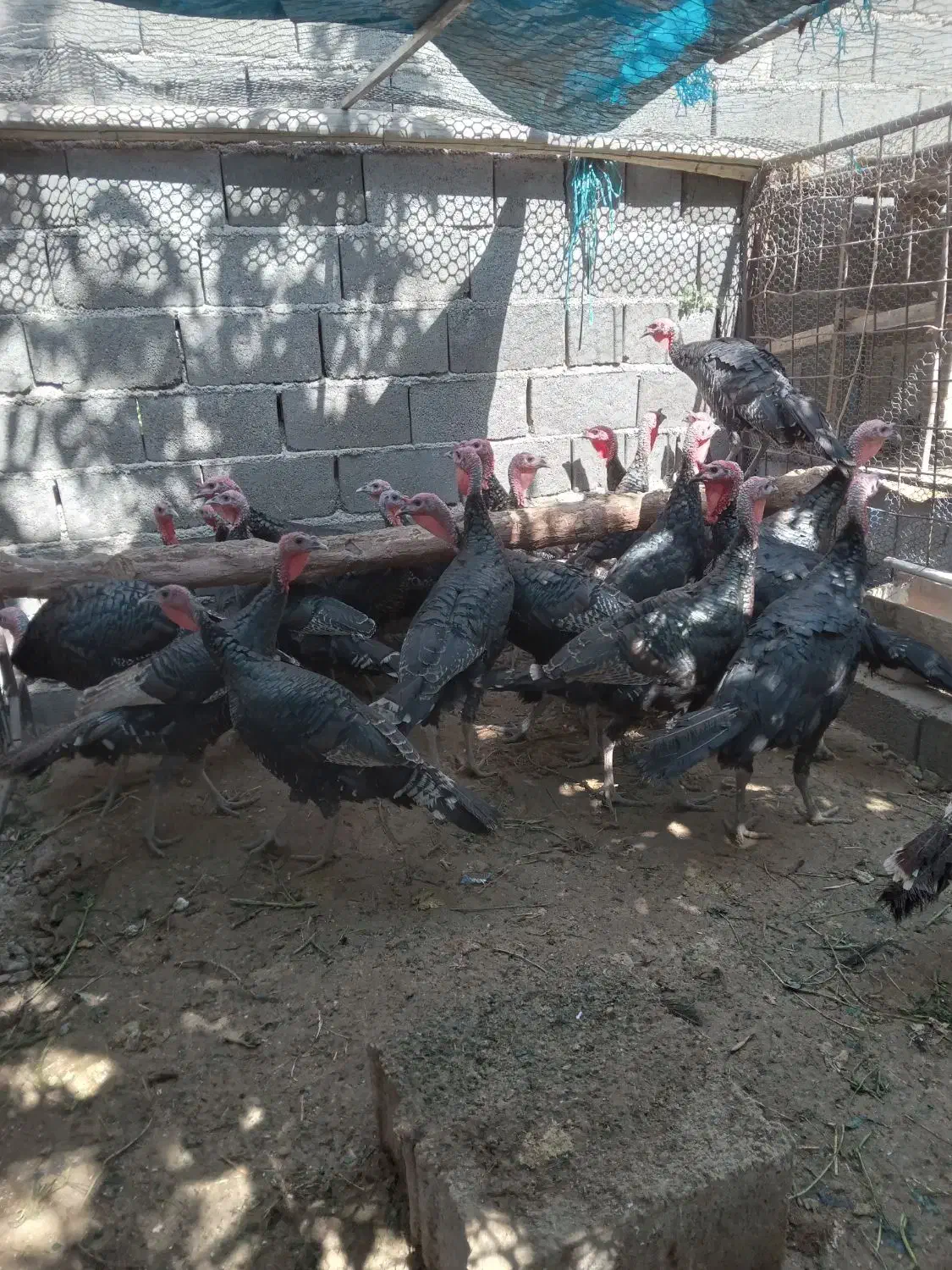 بوقلمون نرو ماده|حیوانات مزرعه|کوهسار (البرز), |دیوار