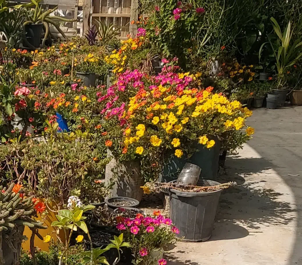 فروش انواع گلهای طبیعی|گل و گیاه طبیعی|بندر گناوه, |دیوار