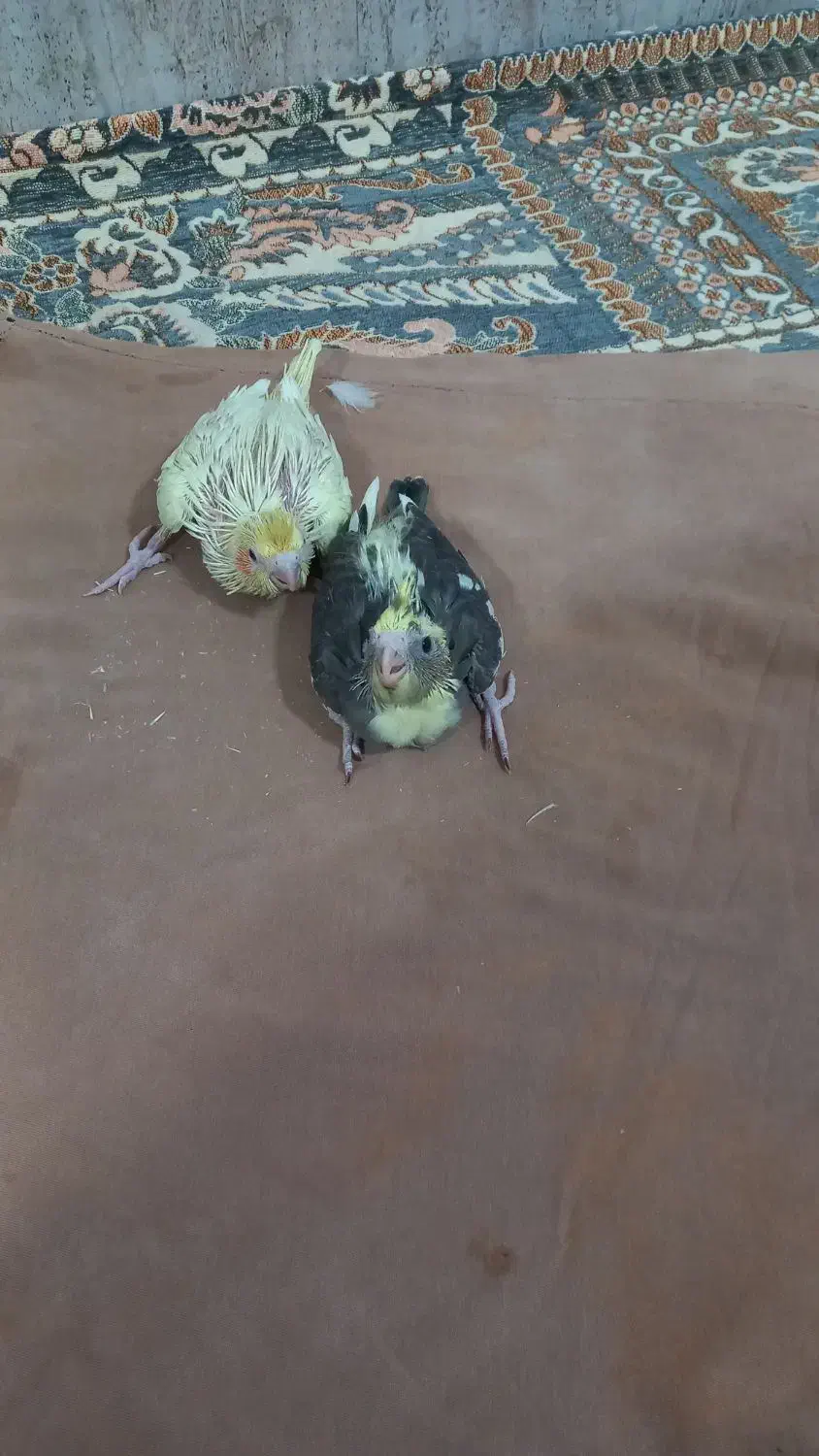 جوجه عروس هلندی|پرنده|امیدیه, |دیوار