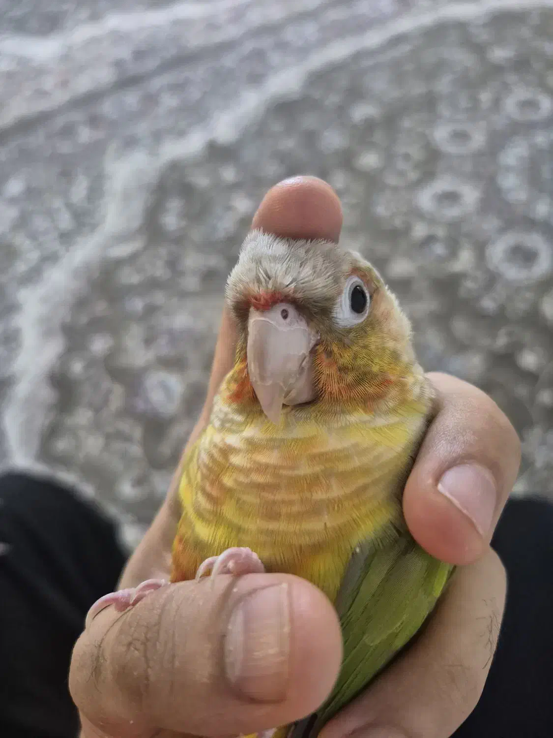 گرینچیک|پرنده|تهران, شیخ هادی|دیوار