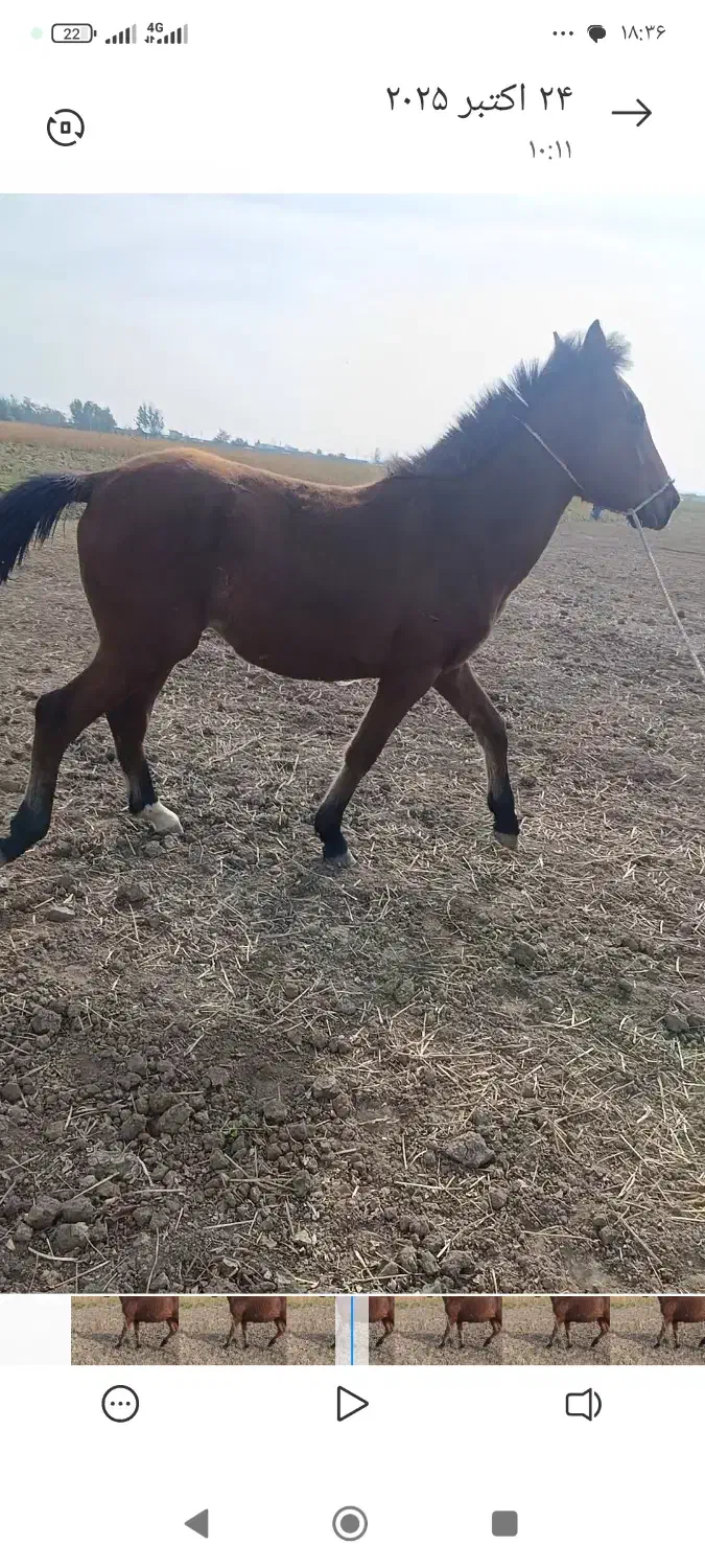 اسب|اسب و تجهیزات اسبسواری|پارسآباد, |دیوار