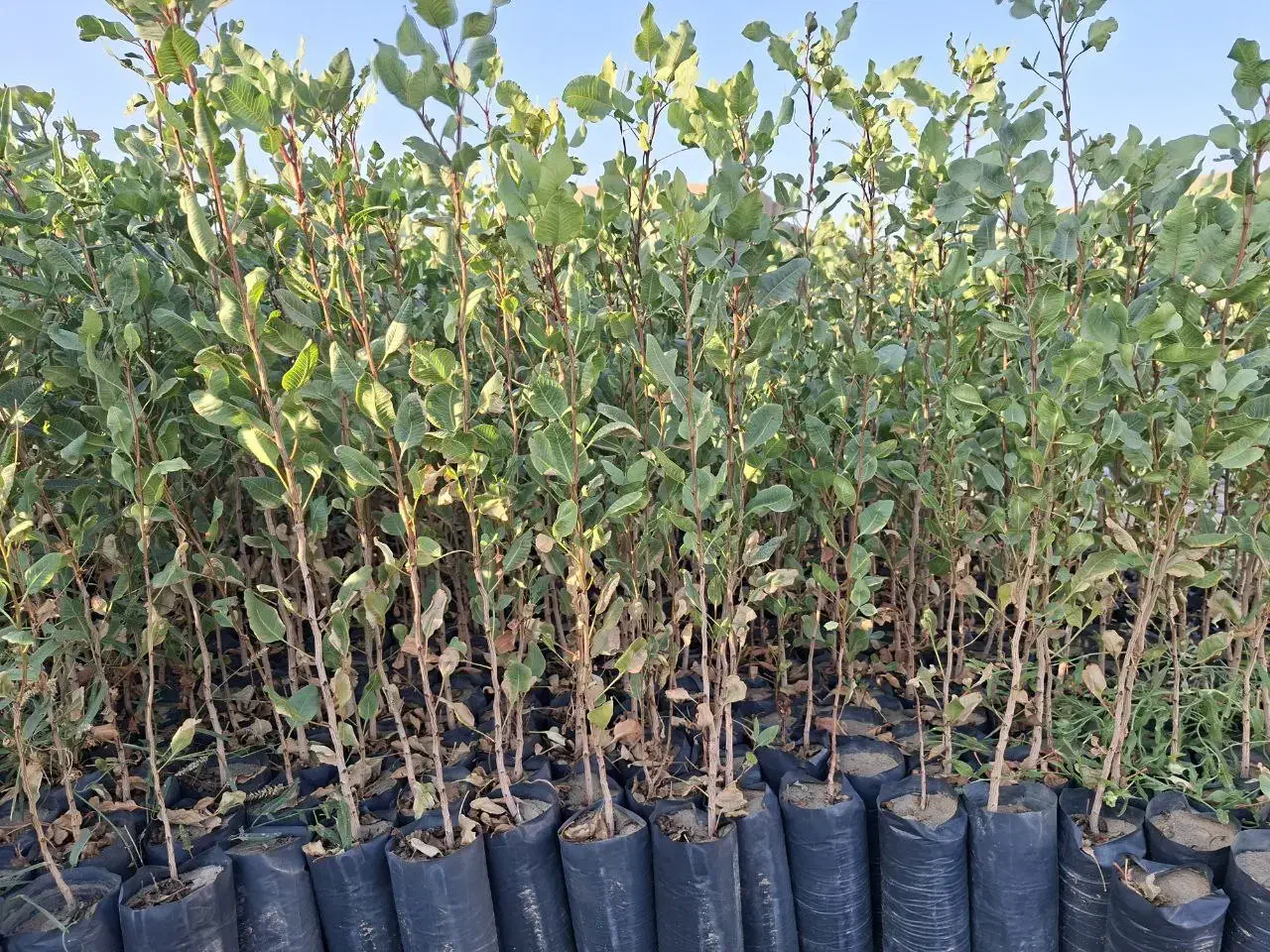 نهال پسته7 ماهه|خدمات باغبانی و درختکاری|خواف, |دیوار