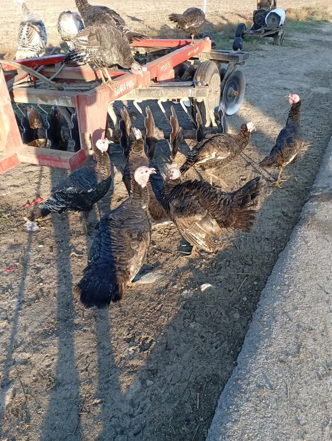 بوقلمون 8ماه دانه 1500|حیوانات مزرعه|بندر ترکمن, |دیوار