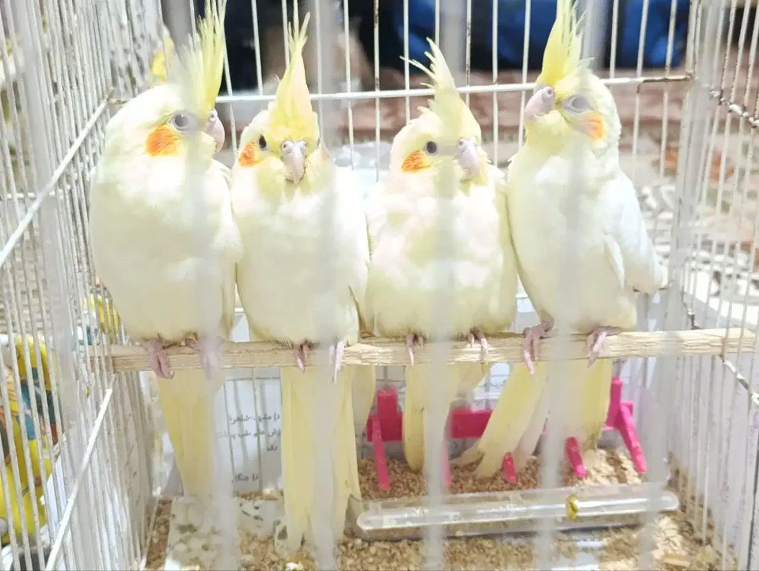 عروس هلندی|پرنده|مشهد, عسگریه|دیوار