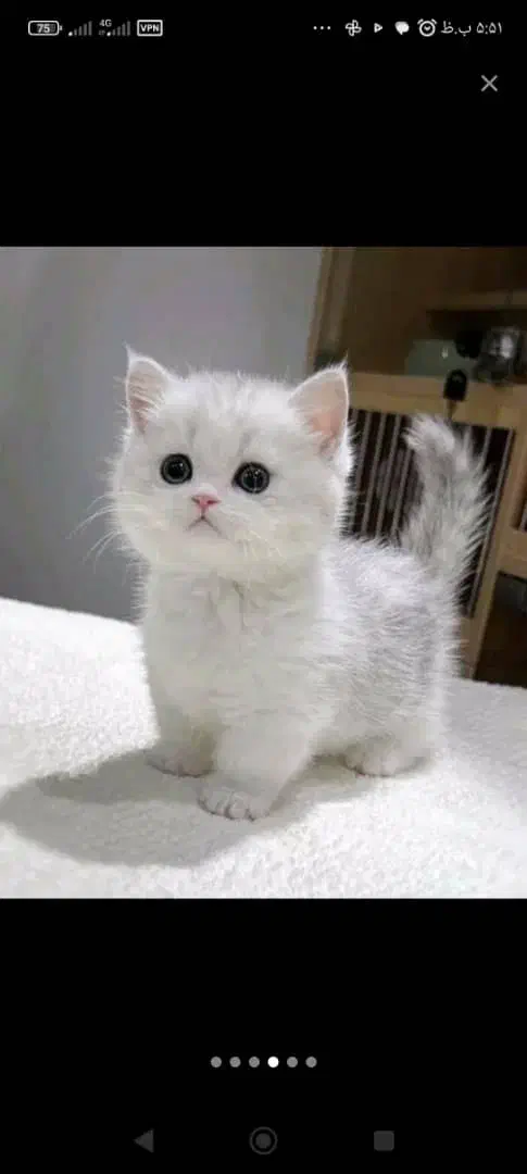 بچه گربه های اصیل و مهربون در اهواز|گربه|اهواز, کیانپارس |دیوار