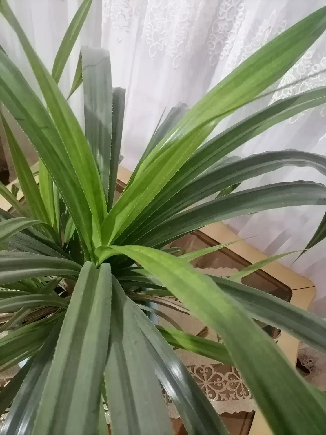 گل زیبا|گل و گیاه طبیعی|نیشابور, فضل|دیوار