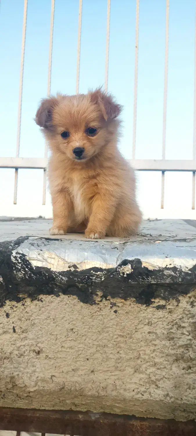 توله پامر|سگ|گلپایگان, |دیوار