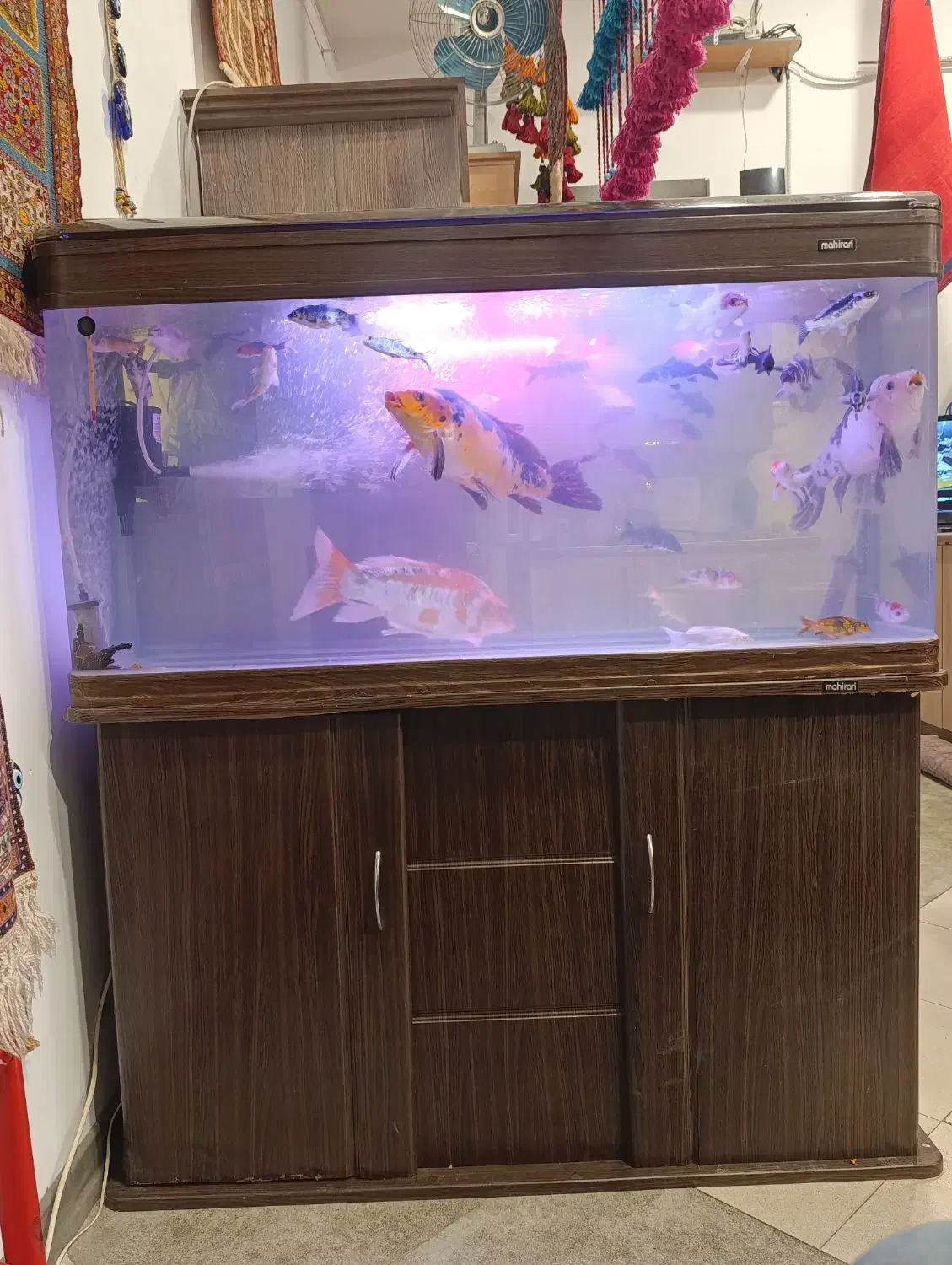 آکواریوم ۱۲۰ ماهیران با کمد|ماهی|تهران, ونک|دیوار