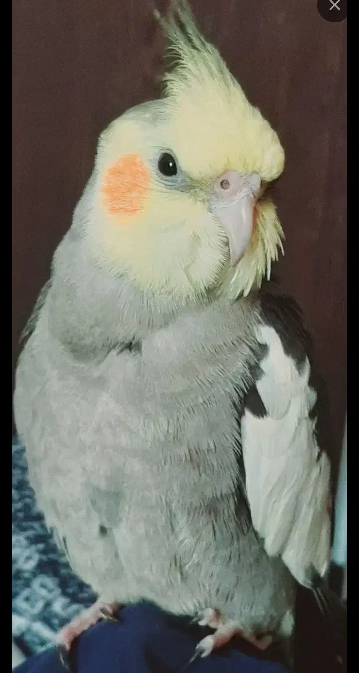 عروس مرغ عشق|پرنده|قائن, |دیوار