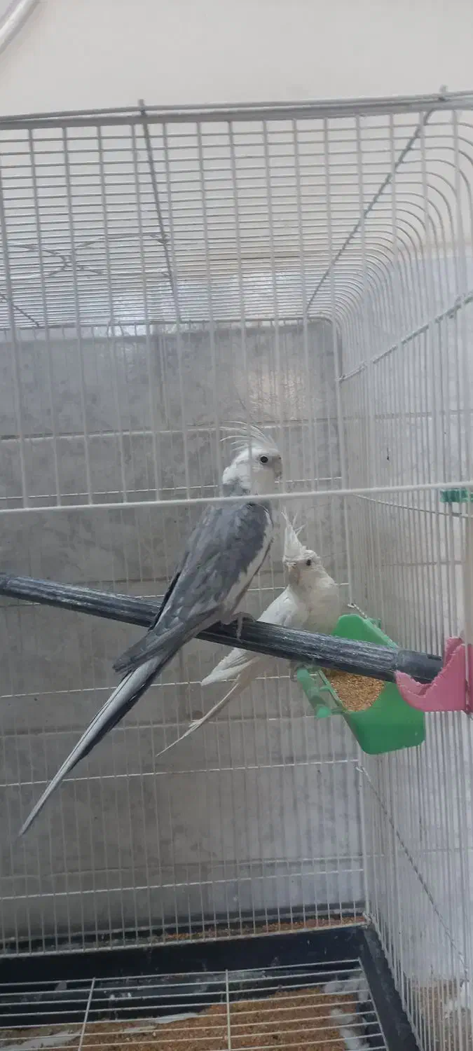 عروس هلندی مولد|پرنده|فلاورجان, |دیوار