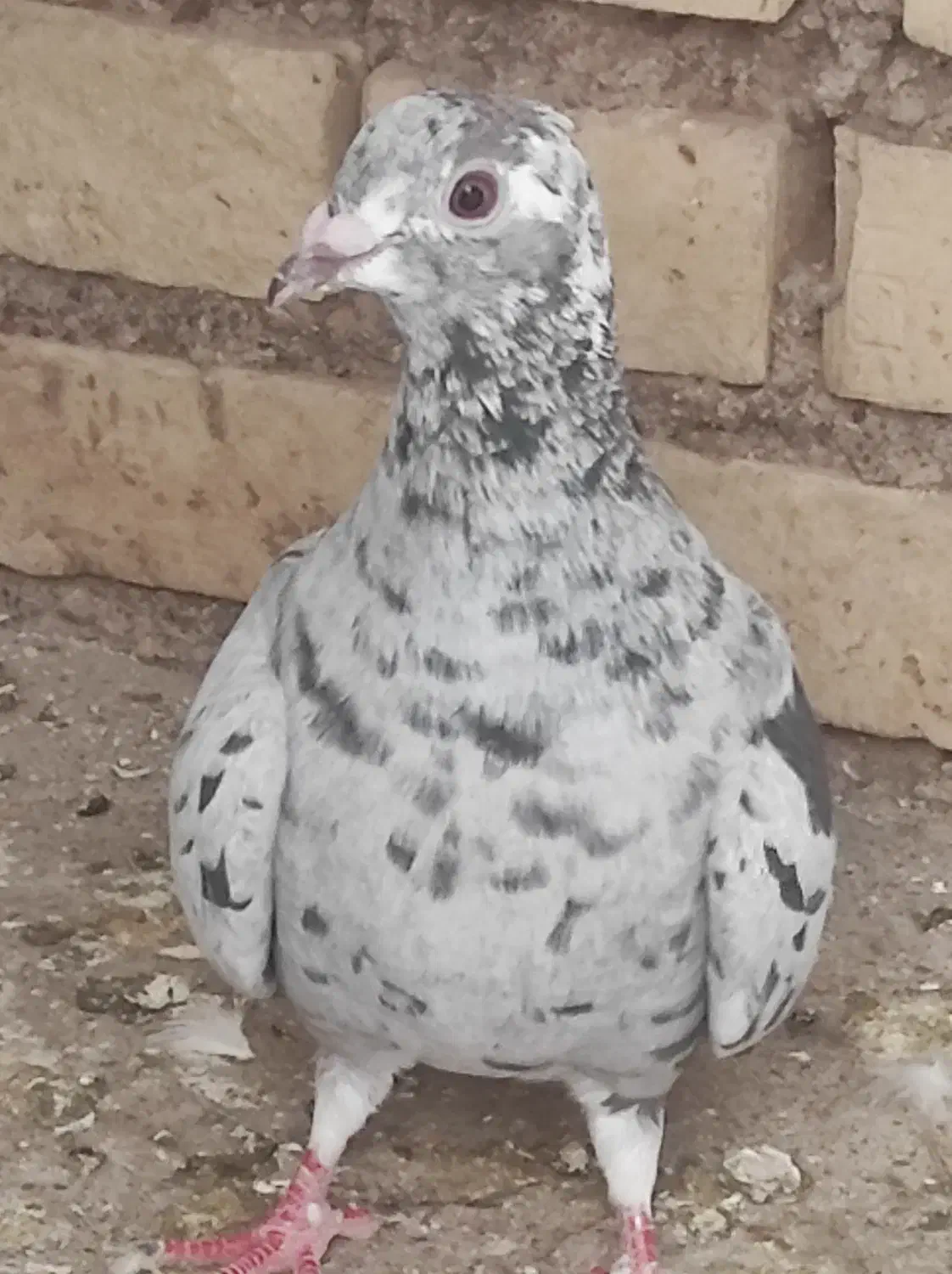 فروشی|پرنده|باوی, |دیوار