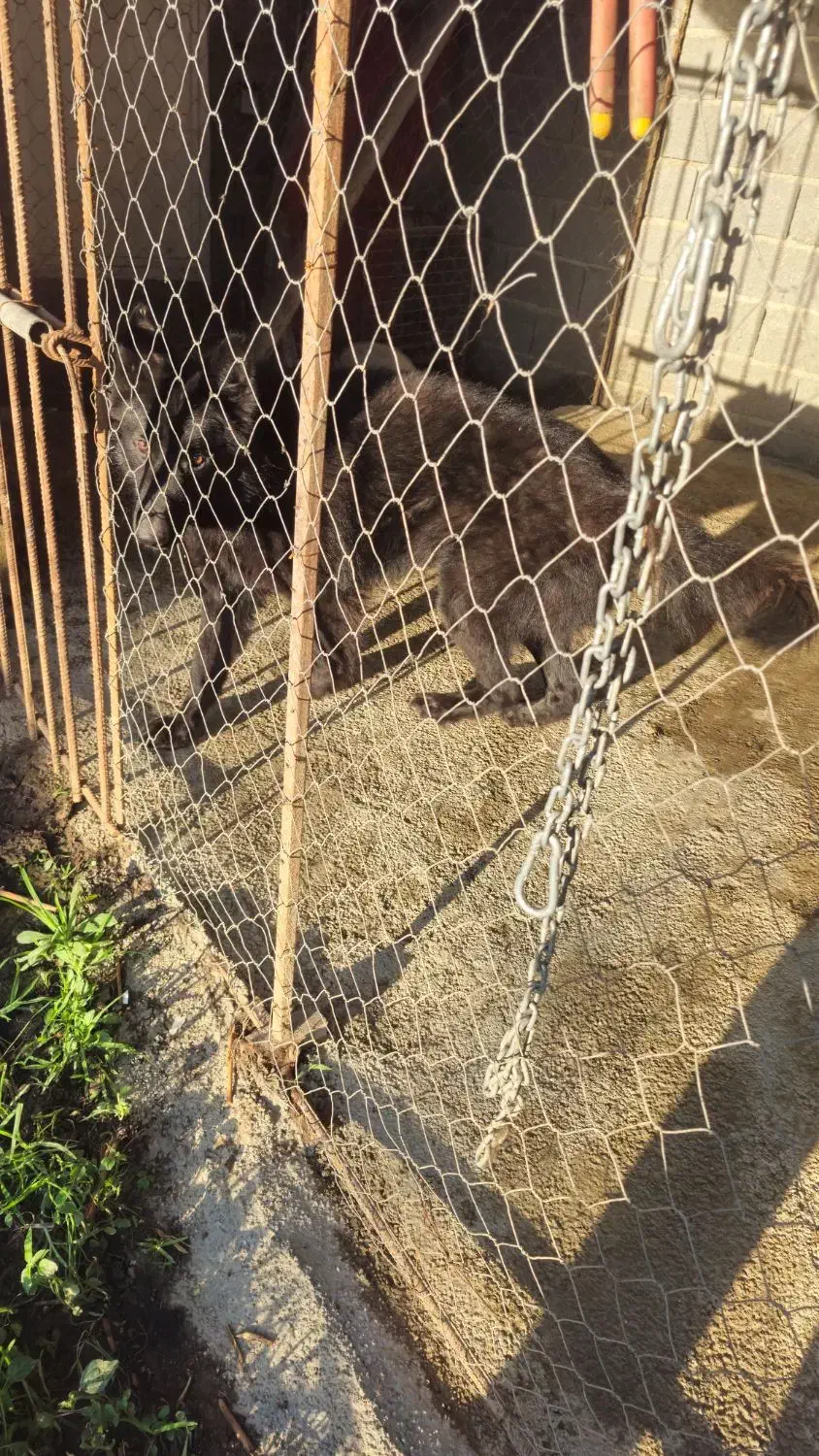 سگ ژرمن شپرد|سگ|رودسر, |دیوار