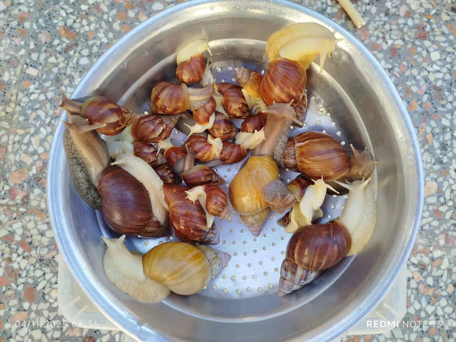 فروش فوق‌العاده حلزون سالم|خزنده|شیراز, ظفرآباد|دیوار