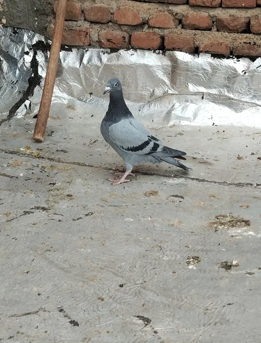 پلاکی بالا یامان|حیوانات|مراغه, |دیوار