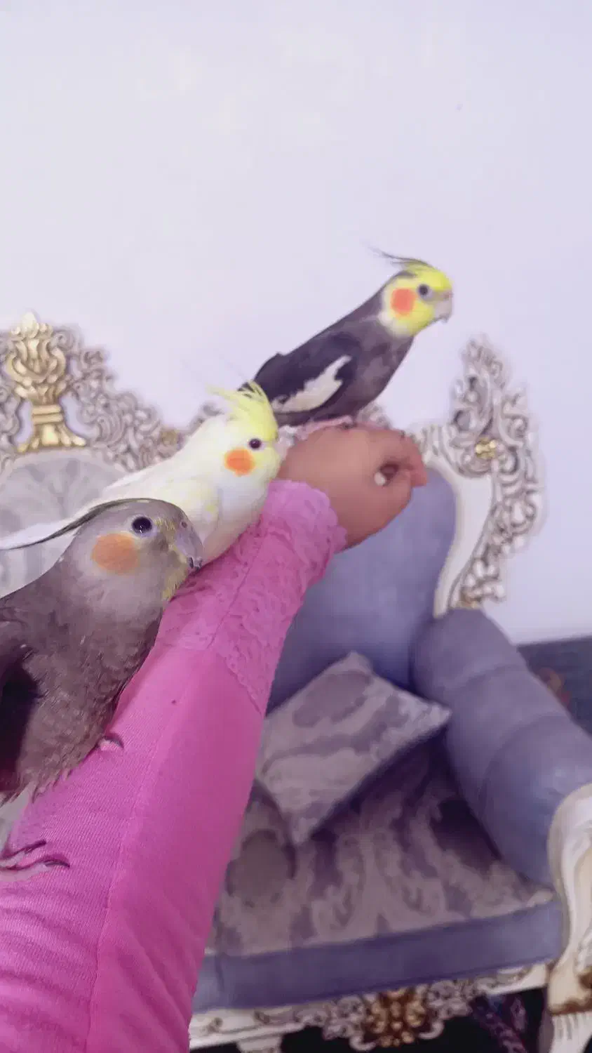 فروش استثنای سه فرشته خانگی فول دستی صحبتی بالوازم|پرنده|کاشمر, |دیوار